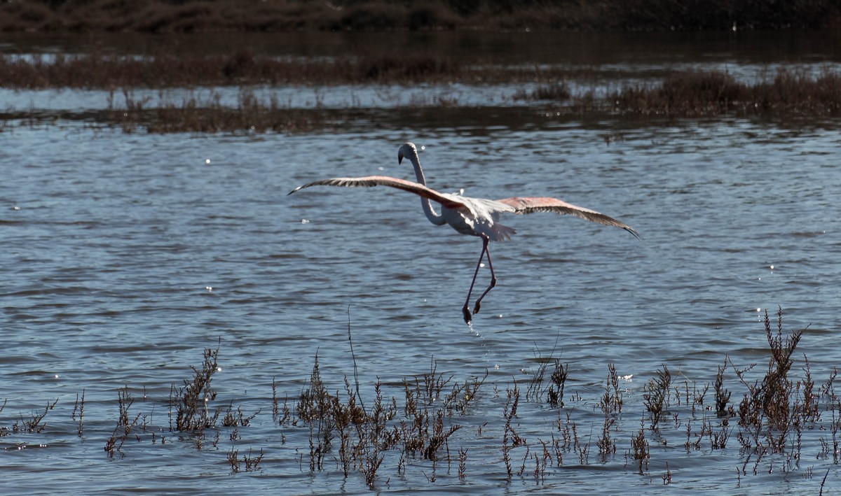 flamant rose