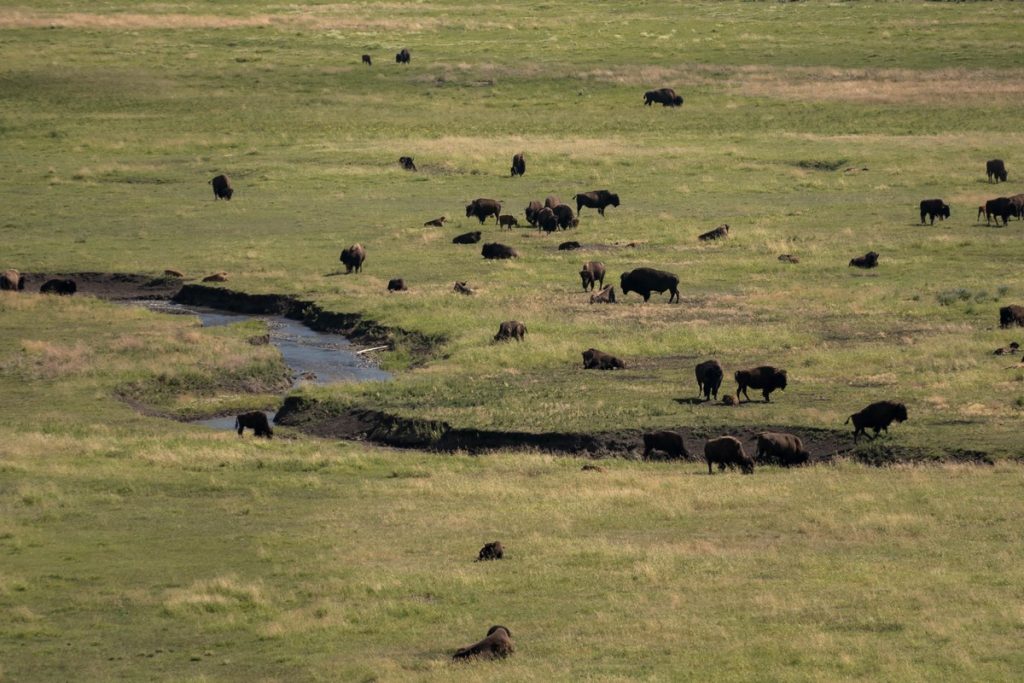 Bisons dans la Lamar Valley