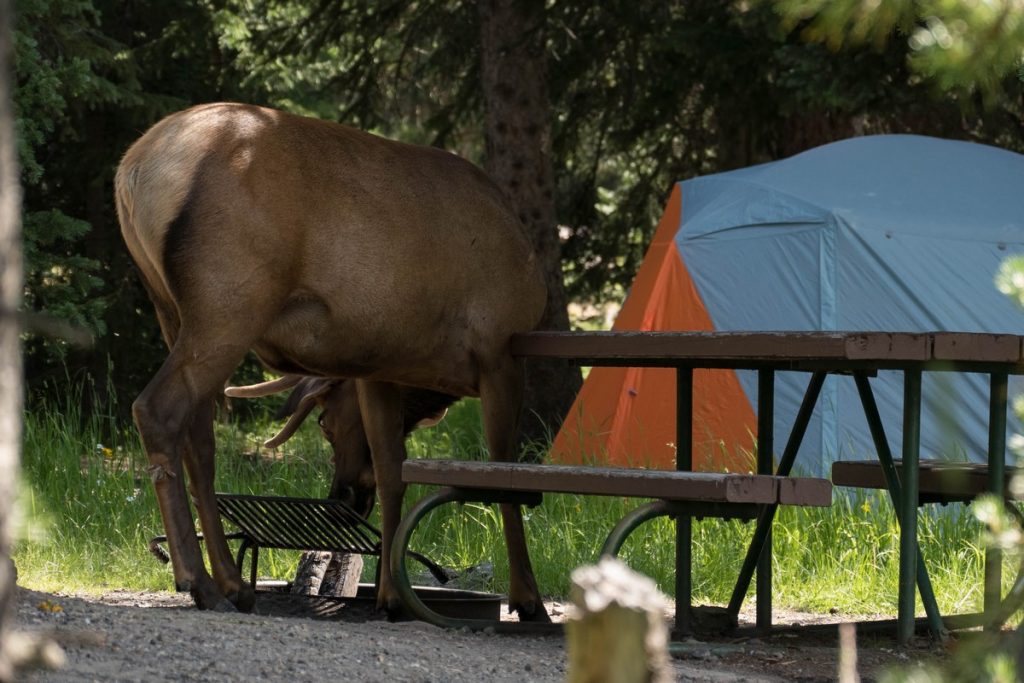 cerf dans un camping du Yellowstone