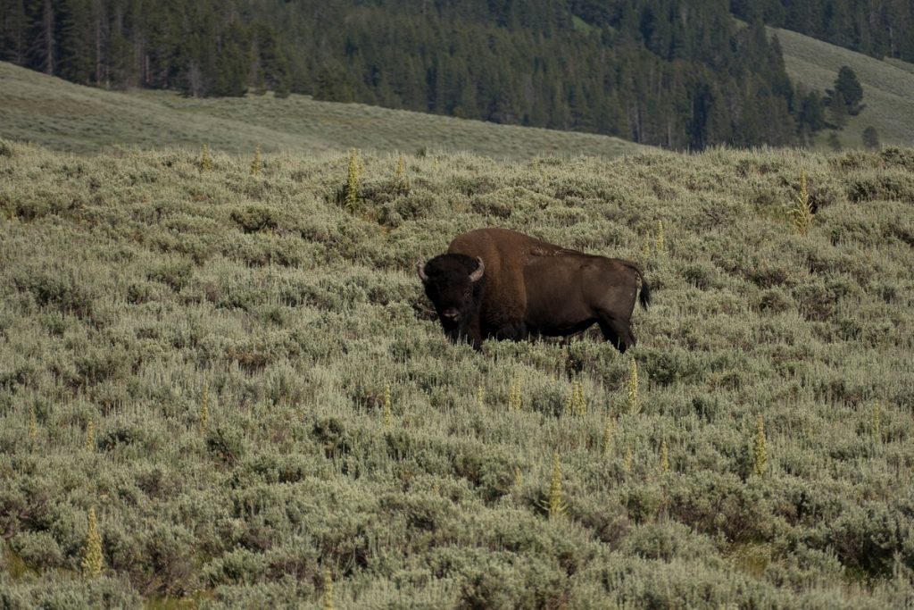 Bison dans le yellowstone