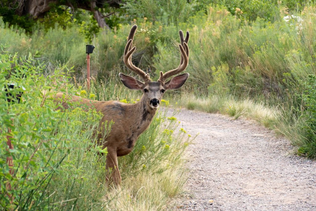 cerf dans capitol reef